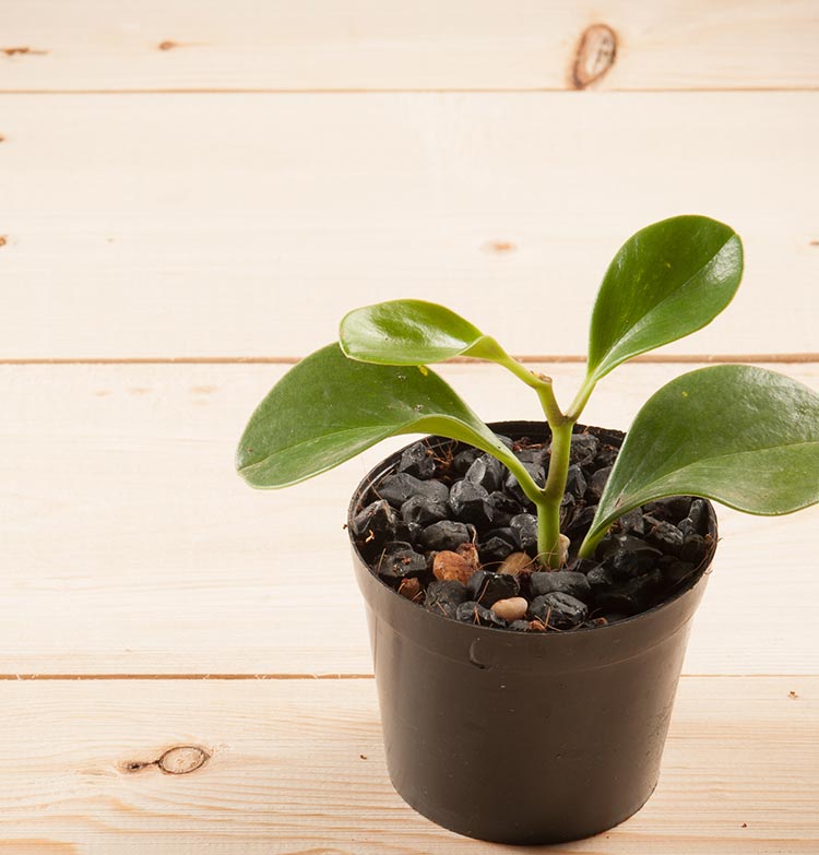 Plant growing in a ceramic pot
